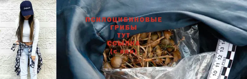 ОМГ ОМГ рабочий сайт  купить закладку  Гдов  Галлюциногенные грибы Psilocybe 